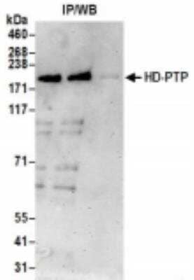 <b>Biological Strategies Validation. </b>Immunoprecipitation: PTPN23 Antibody [NBP2-36549] - Samples: Whole cell lysate (0.5 or 1.0 mg per IP reaction; 20% of IP loaded) from HeLa cells prepared using NETN lysis buffer. For blotting immunoprecipitated HD-PTP, it was used at 1 ug/ml. Detection: Chemiluminescence with an exposure time of 3 minutes.