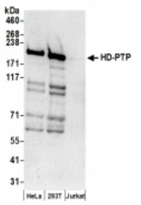 Western Blot PTPN23 Antibody