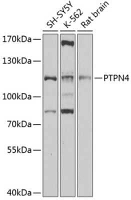 Western Blot PTPN4 Antibody - BSA Free