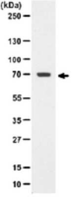 Western Blot: PTPN6 Antibody (NL213) [NBP2-29830] - Non-stimulated A431 cell lysate was resolved by electrophoresis,  transferred to nitrocellulose and probed with anti-SHP-1/2 (1:1000 to 1:4000).   Proteins were visualized using a goat anti-rabbit secondary antibody conjugated to HRP and a  hemiluminescence detection system. Arrow indicates SHP-1/2 (~65 kDa).