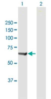 Western Blot: PTPN6 Antibody [H00005777-B01P] - Analysis of PTPN6 expression in transfected 293T cell line by PTPN6 polyclonal antibody.  Lane 1: PTPN6 transfected lysate(65.45 KDa). Lane 2: Non-transfected lysate.