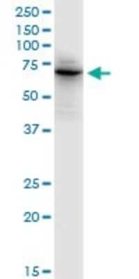 Western Blot: PTPN6 Antibody [H00005777-D01P] - Analysis of PTPN6 expression in HeLa.