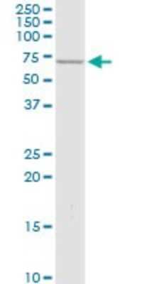 Western Blot: PTPN6 Antibody [H00005777-D01P] - Analysis of PTPN6 expression in human pancreas.