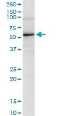 Western Blot: PTPN6 Antibody [H00005777-D01P] - Analysis of PTPN6 expression in mouse lung.
