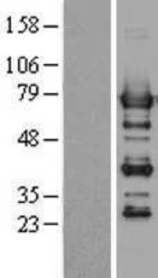 Western Blot: PTPN6 Overexpression Lysate (Adult Normal) [NBL1-14976] Left-Empty vector transfected control cell lysate (HEK293 cell lysate); Right -Over-expression Lysate for PTPN6.