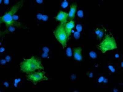 Immunocytochemistry/Immunofluorescence: PTPN7 Antibody (OTI3B10) - Azide and BSA Free [NBP2-73732] - Staining of COS7 cells transiently transfected by pCMV6-ENTRY PTPN7.