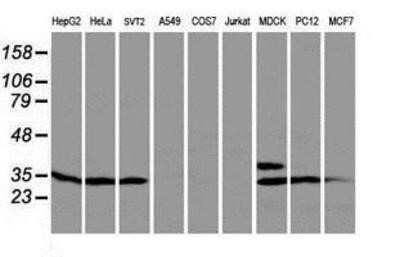 Western Blot: PTPN7 Antibody (OTI3B10) - Azide and BSA Free [NBP2-73732] - Analysis of extracts (35ug) from 9 different cell lines by using anti-PTPN7 monoclonal antibody.