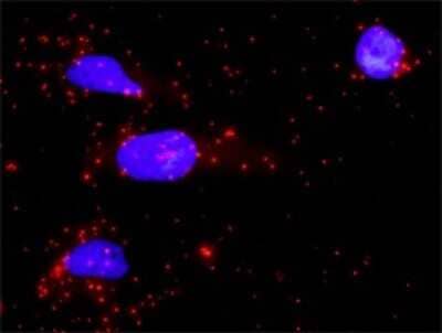 Proximity Ligation Assay: PTPN7 Antibody [H00005778-D01P] - Analysis of protein-protein interactions between PTPN7 and MAPK1. HeLa cells were stained with anti-PTPN7 rabbit purified polyclonal 1:1200 and anti-MAPK1 mouse monoclonal antibody 1:50. Each red dot represents the detection of protein-protein interaction complex, and nuclei were counterstained with DAPI (blue).