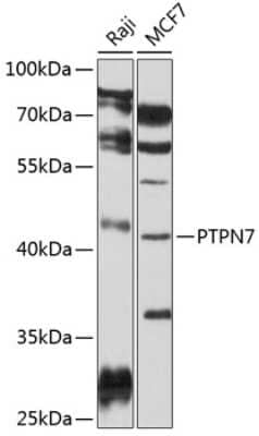 Western Blot: PTPN7 Antibody [NBP3-04491] - Analysis of extracts of various cell lines, using PTPN7 antibody at 1:1000 dilution. Secondary antibody: HRP Goat Anti-Rabbit IgG (H+L) at 1:10000 dilution. Lysates/proteins: 25ug per lane. Blocking buffer: 3% nonfat dry milk in TBST. Detection: ECL Basic Kit