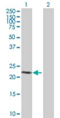Western Blot: PTPNS1L2 Antibody [H00128646-B01P] - Analysis of SIRPD expression in transfected 293T cell line by SIRPD polyclonal antibody.  Lane 1: PTPNS1L2 transfected lysate(21.67 KDa). Lane 2: Non-transfected lysate.