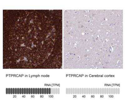 Immunohistochemistry-Paraffin PTPRCAP Antibody - BSA Free