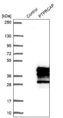 Western Blot PTPRCAP Antibody - BSA Free