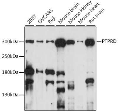 Western Blot PTPRD Antibody - Azide and BSA Free