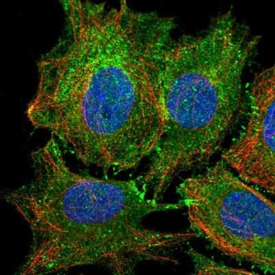 Immunocytochemistry/Immunofluorescence: PTPRK Antibody [NBP2-30977] - Staining of human cell line SiHa shows localization to plasma membrane & cell junctions. Antibody staining is shown in green.