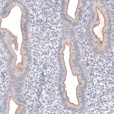 Immunohistochemistry-Paraffin: PTPRK Antibody [NBP2-30977] - Staining of human endometrium shows moderate positivity in apical membranes in glandular cells.