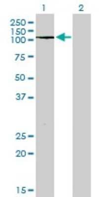 Western Blot: PTPRN2 Antibody (7F8) [H00005799-M08] - Analysis of PTPRN2 expression in transfected 293T cell line by PTPRN2 monoclonal antibody (M08), clone 7F8. Lane 1: PTPRN2 transfected lysatE (108.1 KDa). Lane 2: Non-transfected lysate.