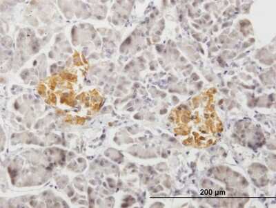 Immunohistochemistry-Paraffin: PTPRN2 Antibody [H00005799-B01P] - Analysis of purified antibody to PTPRN2 on formalin-fixed paraffin-embedded human pancreas. (antibody concentration 3 ug/ml)