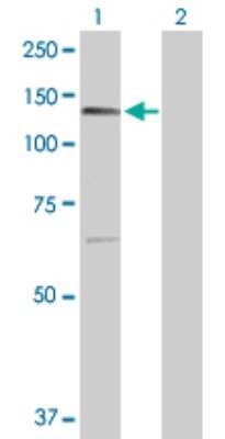 Western Blot: PTPRN2 Antibody [H00005799-D01P] - Analysis of PTPRN2 expression in transfected 293T cell line by PTPRN2 polyclonal antibody.Lane 1: PTPRN2 transfected lysate(108.10 KDa).Lane 2: Non-transfected lysate.
