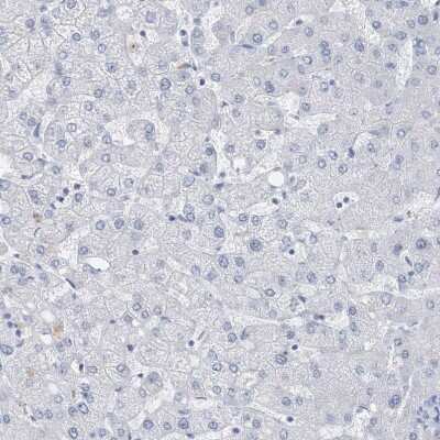 Immunohistochemistry-Paraffin: PTPRO Antibody [NBP1-81826] - Staining of human liver shows no positivity in hepatocytes as expected.