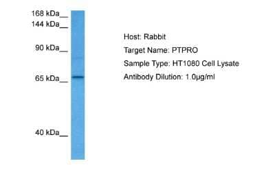 Western Blot: PTPRO Antibody [NBP2-85560] - Host: Rabbit. Target Name: PTPRO. Sample Tissue: Human HT1080 Whole Cell lysates. Antibody Dilution: 1ug/ml