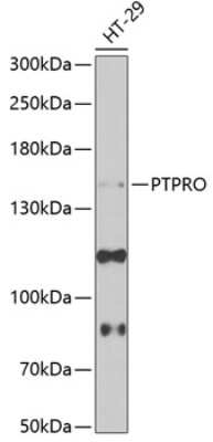  Analysis of extracts of Mouse kidney, using PTPRO antibody  at 1:1000 dilution.Secondary antibody: HRP Goat Anti-Rabbit IgG (H+L)  at 1:10000 dilution.Lysates/proteins: 25ug per lane. Blocking buffer: 3% nonfat dry milk in TBST.Detection: ECL Basic Kit (RMExposure time: 10s.