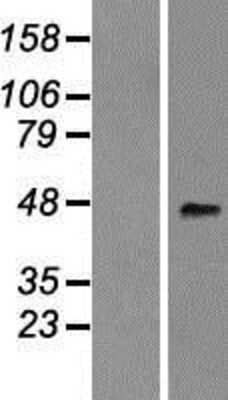 Western Blot: PTPRO Overexpression Lysate (Adult Normal) [NBP2-06196] Left-Empty vector transfected control cell lysate (HEK293 cell lysate); Right -Over-expression Lysate for PTPRO.