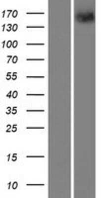 Western Blot: PTPRT Overexpression Lysate (Adult Normal) [NBP2-05708] Left-Empty vector transfected control cell lysate (HEK293 cell lysate); Right -Over-expression Lysate for PTPRT.