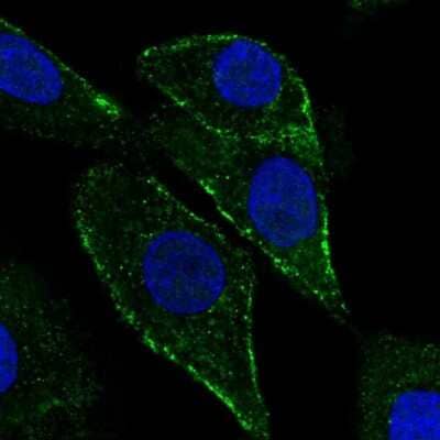 Immunocytochemistry/Immunofluorescence: PTRF Antibody [NBP2-13828] - Staining of human cell line A549 shows positivity in vesicles.