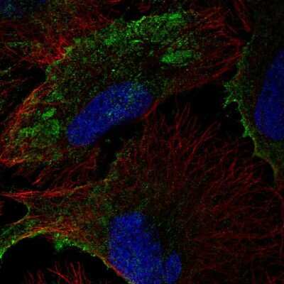 Immunocytochemistry/Immunofluorescence: PTRF Antibody [NBP2-57490] - Staining of human cell line U-2 OS shows localization to plasma membrane.