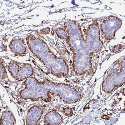 Immunohistochemistry-Paraffin: PTRF Antibody [NBP2-13828] - Staining of human breast shows strong cytoplasmic and membranous positivity in myoepithelial cells.