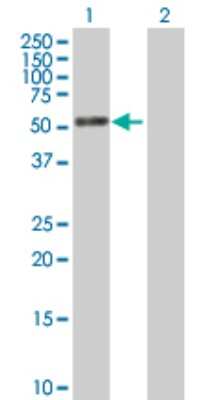Western Blot: PTRF Antibody [H00284119-B01P] - Analysis of PTRF expression in transfected 293T cell line by PTRF polyclonal antibody.  Lane 1: PTRF transfected lysate(42.9 KDa). Lane 2: Non-transfected lysate.