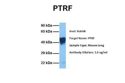 Western Blot PTRF Antibody