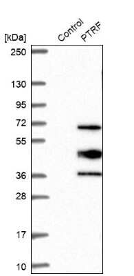 Western Blot PTRF Antibody