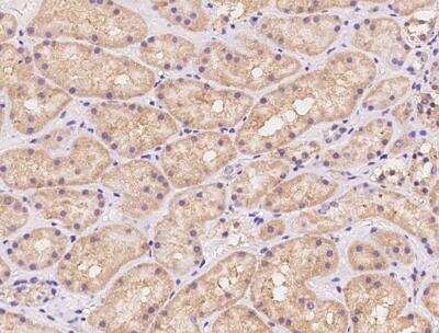Immunohistochemistry-Paraffin: PTRH2 Antibody [NBP3-12579] - Staining of human PTRH2 in human kidney with rabbit polyclonal antibody at 1:500 dilution.