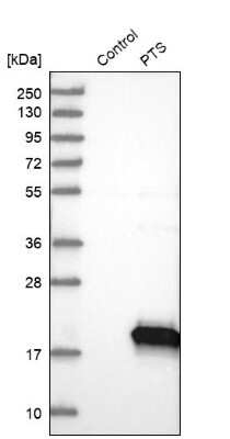 Western Blot: PTS Antibody [NBP1-87187] - Analysis in control (vector only transfected HEK293T lysate) and PTS over-expression lysate (Co-expressed with a C-terminal myc-DDK tag (3.1 kDa) in mammalian HEK293T cells).