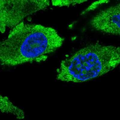 Immunocytochemistry/ Immunofluorescence PTTG1 Antibody