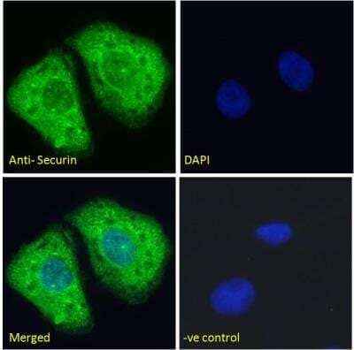 Immunocytochemistry/ Immunofluorescence PTTG1 Antibody