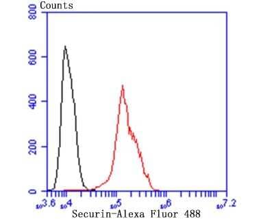 Flow Cytometry: PTTG1 Antibody (JB37-37) [NBP2-75659] - Analysis of A431 cells with Securin antibody at 1/100 dilution (red) compared with an unlabelled control (cells without incubation with primary antibody; black). Alexa Fluor 488-conjugated goat anti-rabbit IgG was used as the secondary antibody.
