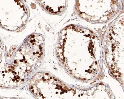 Immunohistochemistry-Paraffin: PTTG1 Antibody (JB37-37) [NBP2-75659] - Analysis of paraffin-embedded human testis tissue with Rabbit anti-PTTG1 antibody. The section was pre-treated using heat mediated antigen retrieval with sodium citrate buffer (pH 6.0) for 2 minutes. The tissues were blocked in 1% BSA for 20 minutes at room temperature, washed with ddH2O and PBS, and then probed with the primary antibody for 1 hour at room temperature. The detection was performed using an HRP conjugated compact polymer system. DAB was used as the chromogen. Tissues were counterstained with hematoxylin and mounted with DPX.