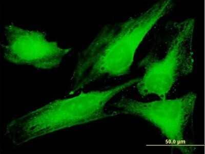 Immunocytochemistry/Immunofluorescence: PTTG1IP Antibody [H00000754-B01P] - Analysis of purified antibody to PTTG1IP on HeLa cell. (antibody concentration 10 ug/ml)