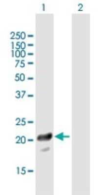 Western Blot: PTTG1IP Antibody [H00000754-B01P] - Analysis of PTTG1IP expression in transfected 293T cell line by PTTG1IP polyclonal antibody.  Lane 1: PTTG1IP transfected lysate(19.91 KDa). Lane 2: Non-transfected lysate.