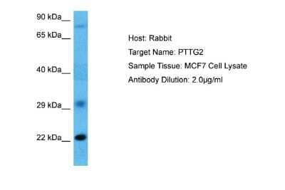 Western Blot: PTTG2 Antibody [NBP2-82320] - Host: Rabbit. Target Name: PTTG2. Sample Tissue: Human MCF7 Whole Cell. Antibody Dilution: 1.0ug/ml