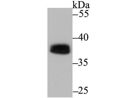 Western Blot: PU.1/Spi-1 Antibody (JB72-35) [NBP2-75637] - Analysis of PU.1/Spi1 on THP-1 cell using anti-PU.1/Spi1 antibody at 1/500 dilution.