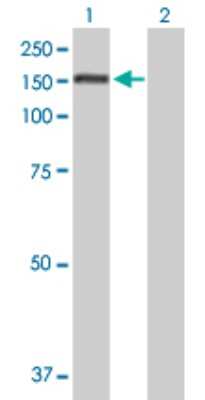 Western Blot: PUM1 Antibody [H00009698-B01P] - Analysis of PUM1 expression in transfected 293T cell line by PUM1 polyclonal antibody.  Lane 1: PUM1 transfected lysate(130.46 KDa). Lane 2: Non-transfected lysate.