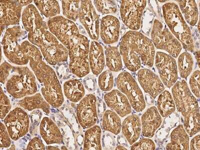 Immunohistochemistry-Paraffin: PUM2 Antibody [NBP2-98727] - Immunochemical staining of human PUM2 in human kidney with rabbit polyclonal antibody (1:1000, formalin-fixed paraffin embedded sections).