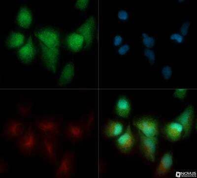 Immunocytochemistry/Immunofluorescence: PUMA Antibody [NB110-81760] - PUMA antibody was tested in Hela cells with DyLight 488 (green). Nuclei and alpha-tubulin were counterstained with DAPI (blue) and Dylight 550 (red).