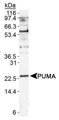 Western Blot: PUMA Antibody [NB110-81760] - Detection of PUMA in HL-60 whole cell lysates using NB110-81760.