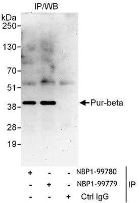 Immunoprecipitation PURB Antibody - BSA Free