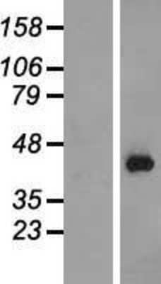 Western Blot: PURG Overexpression Lysate (Adult Normal) [NBP2-07420] Left-Empty vector transfected control cell lysate (HEK293 cell lysate); Right -Over-expression Lysate for PURG.