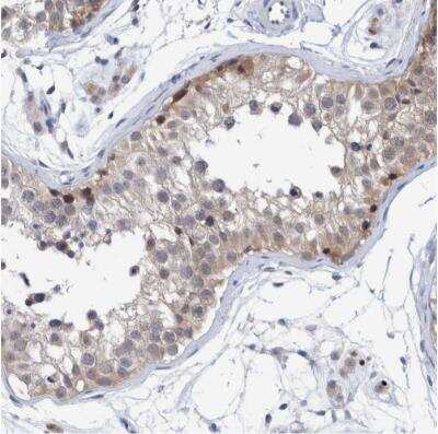 Immunohistochemistry-Paraffin: PURL Antibody [NBP1-84691] - Staining of human testis shows weak to moderate nuclear positivity in a subset of cells in seminiferous ducts.